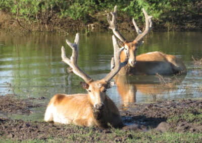 Pere David's Deer for Sale