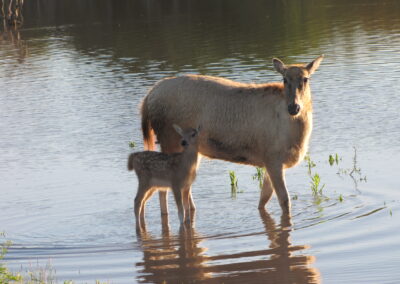 Pere David's Deer for Sale in Texas