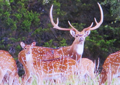 TX Axis Deer for Sale