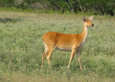 TX Barasingha for Sale