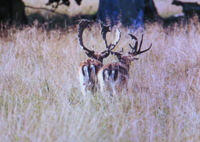 TX Fallow Deer for Sale