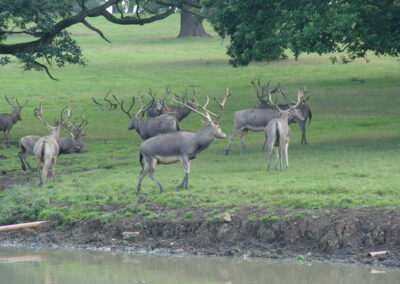 TX Pere David's Deer for Sale