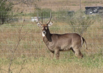 TX Waterbuck for Sale