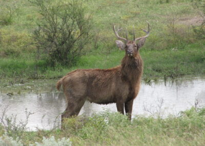 Texas Barasingha for Sale