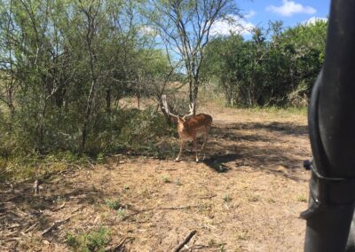 Texas Fallow Deer for Sale