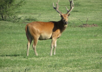 Texas Pere David's Deer for Sale