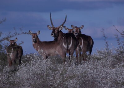 Texas Waterbuck for Sale