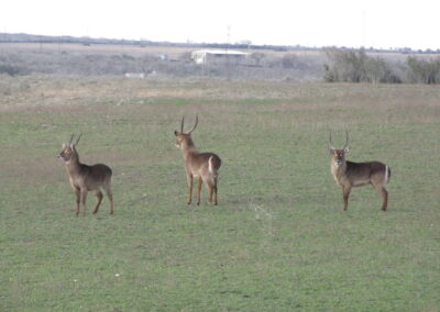 Waterbuck for Sale in Texas