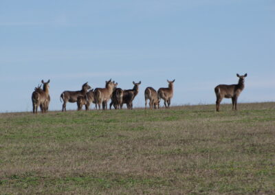 Waterbuck for sale