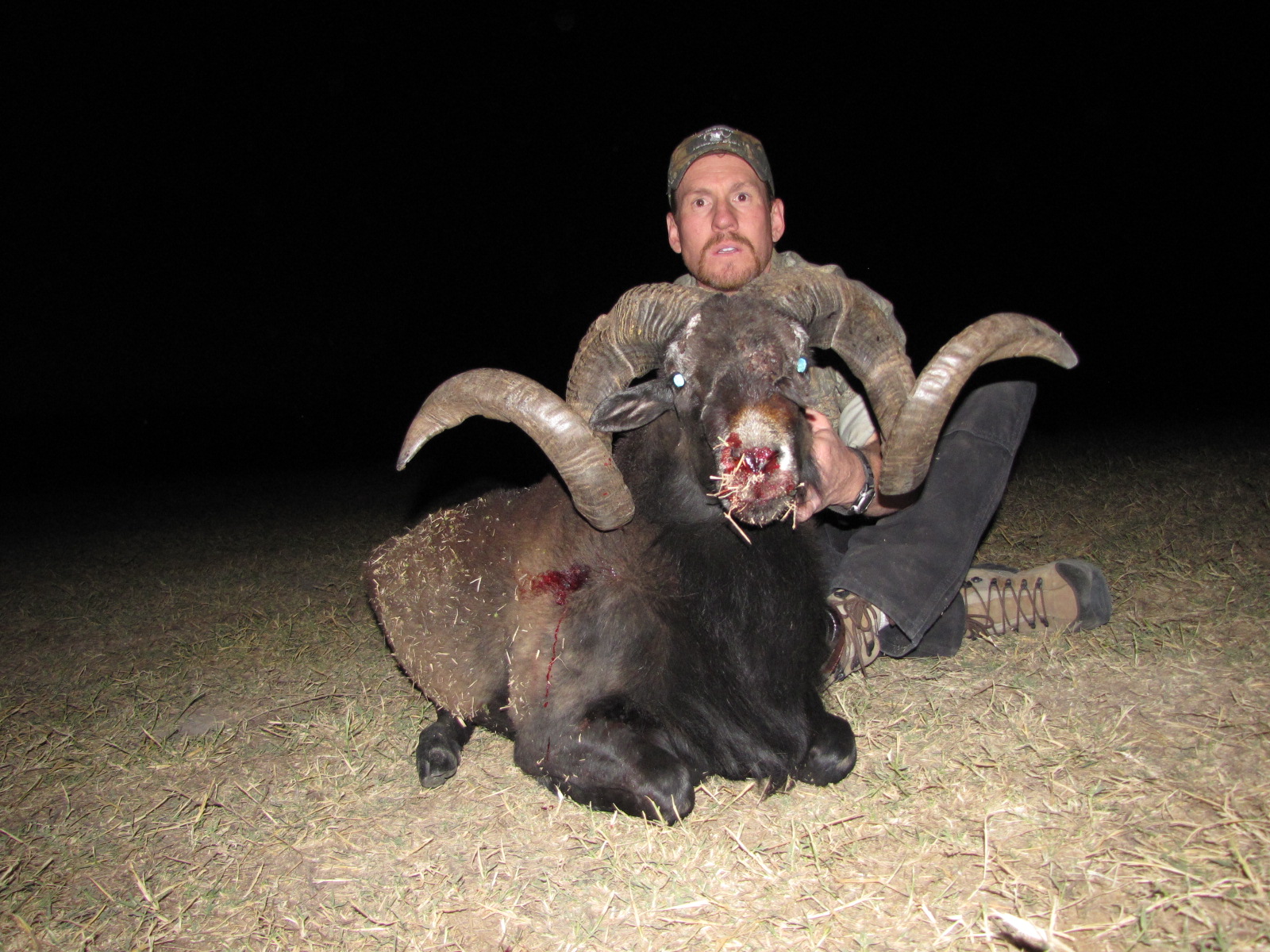 Black Hawaiian Sheep Hunting in Texas