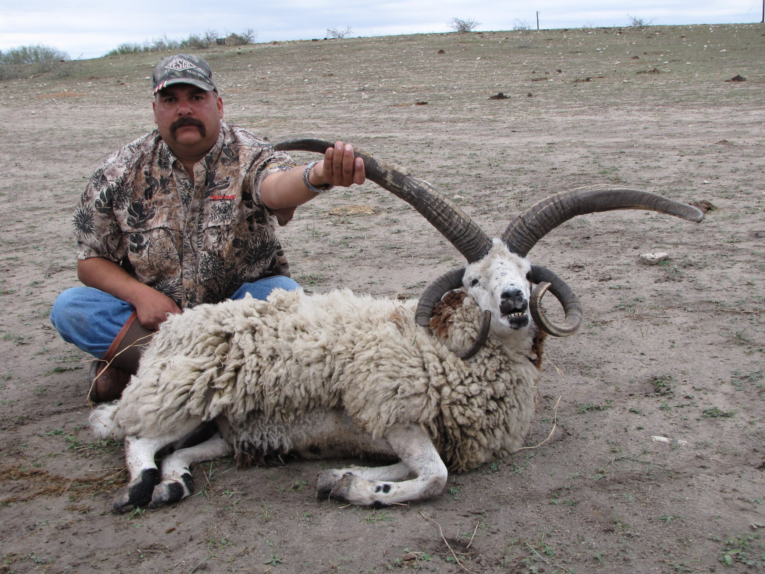 Jacob Sheep Hunting in Texas