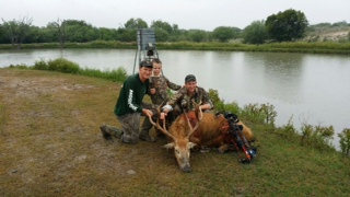 Pere David's Deer Exotic Hunt in Texas