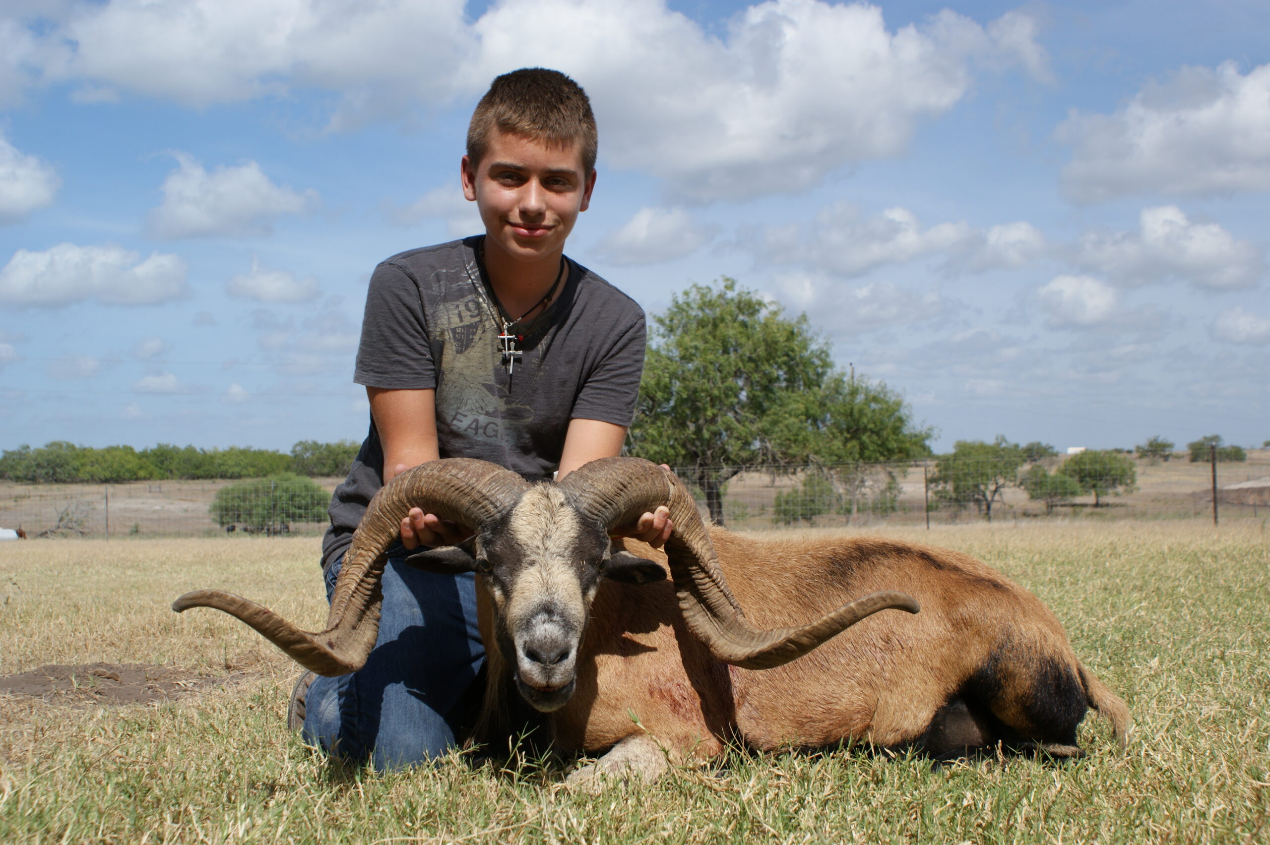 Texas Corsican Sheep Hunting 