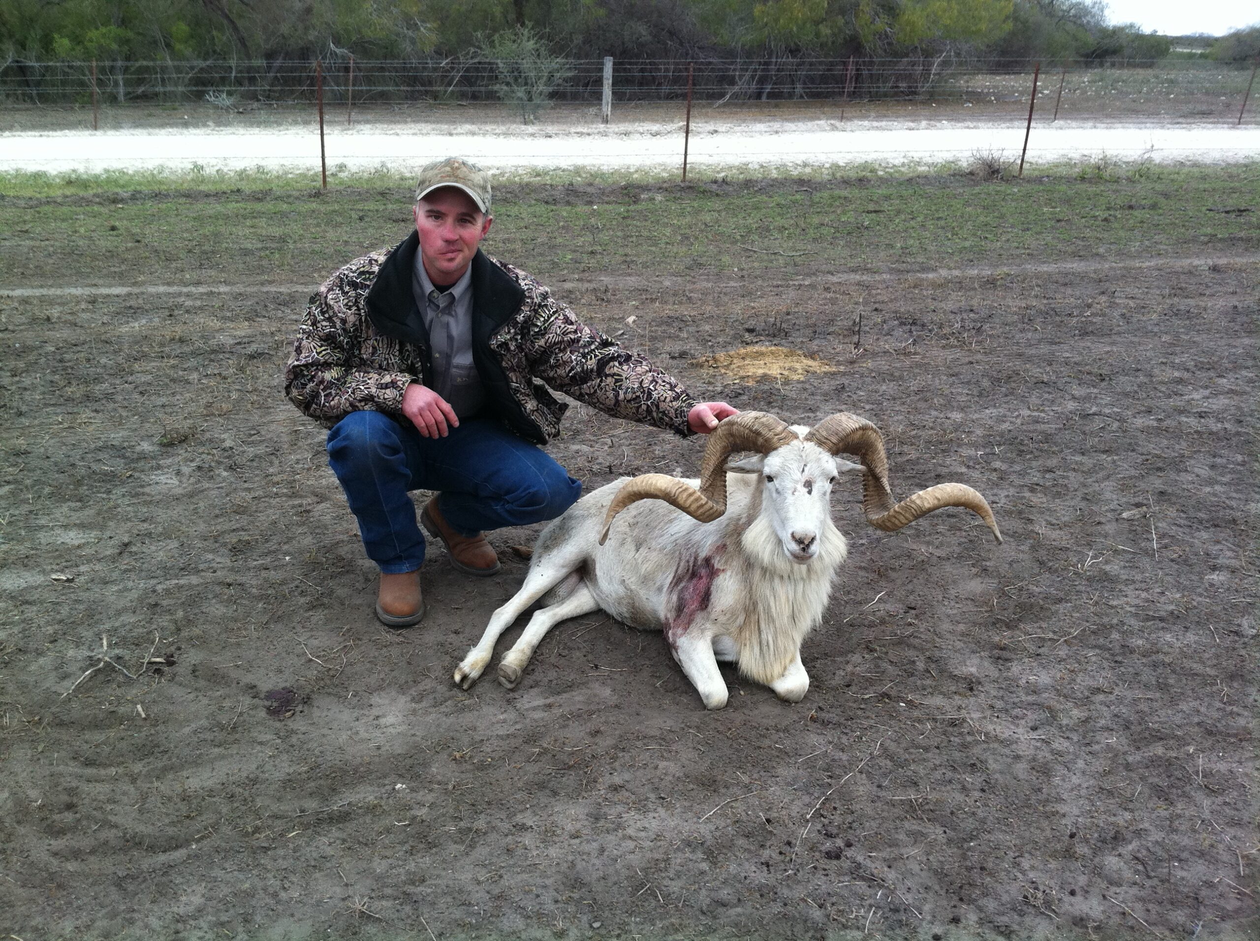 Texas Dall Sheep Hunting