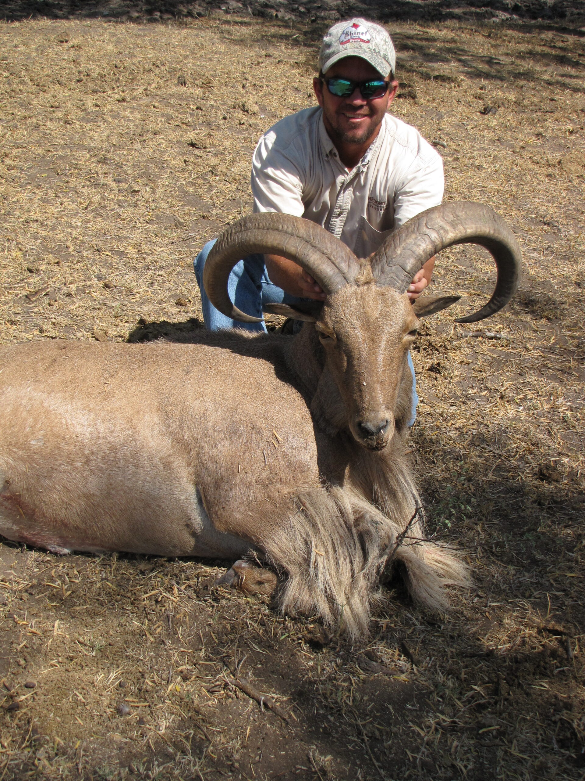 Aoudad Hunting in Texas