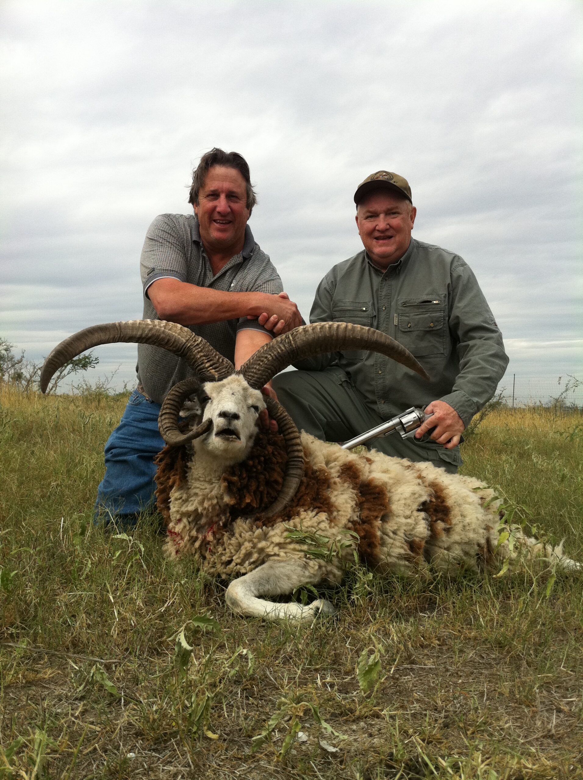 Four Horned Jacob Sheep Hunting