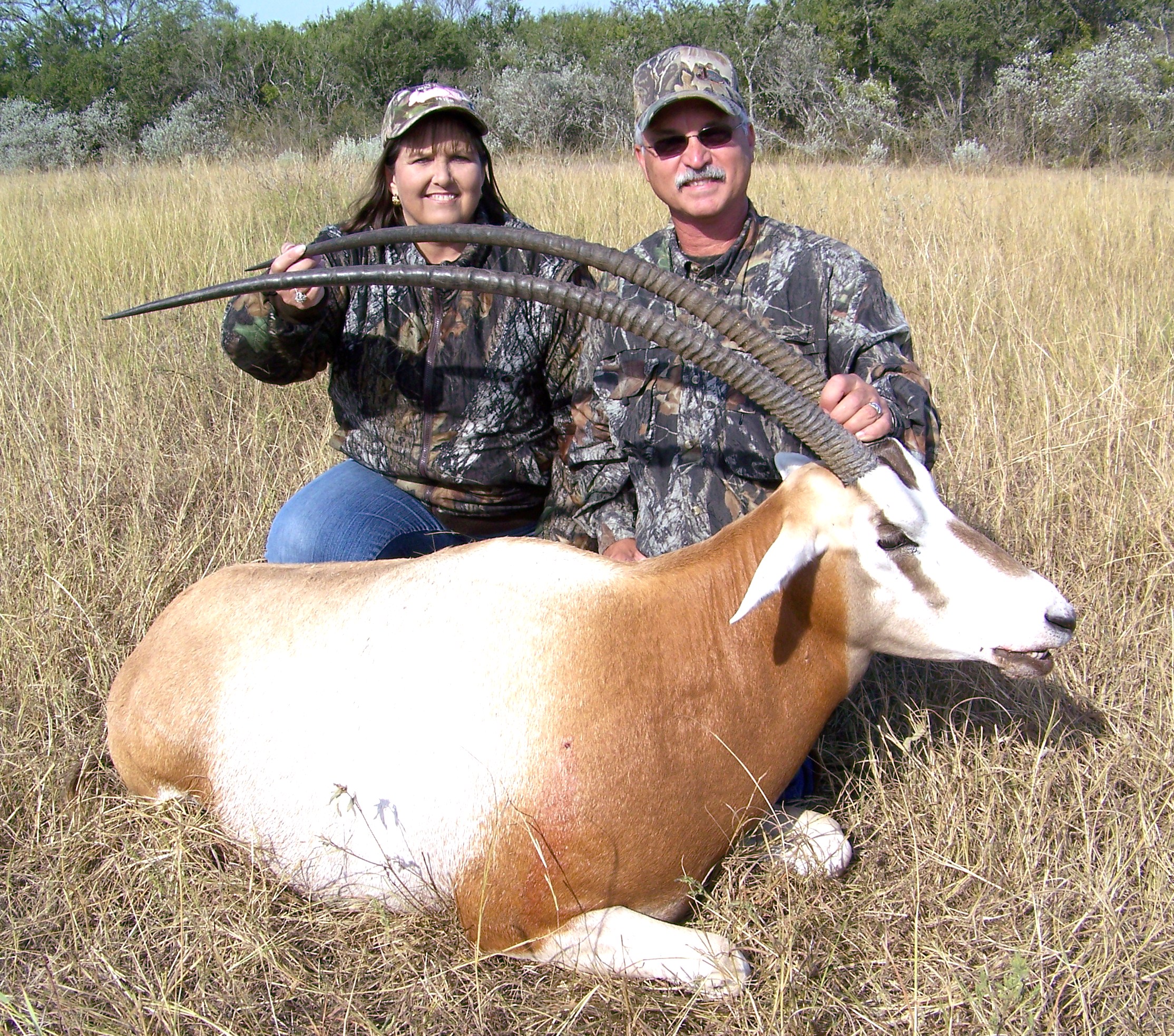 Texas Scimitar Horned Oryx Hunting