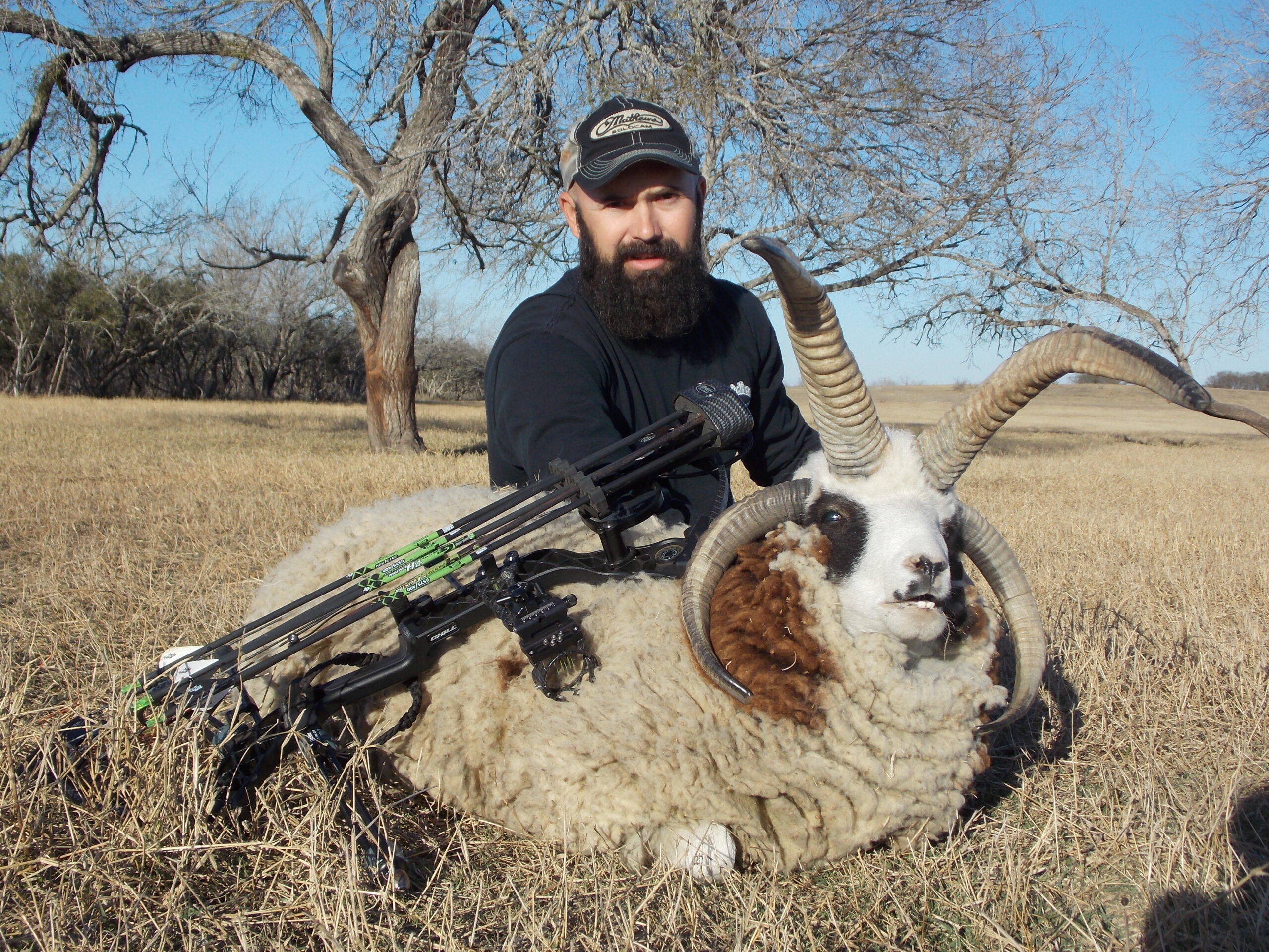 Trophy Four Horned Jacob Sheep Hunting