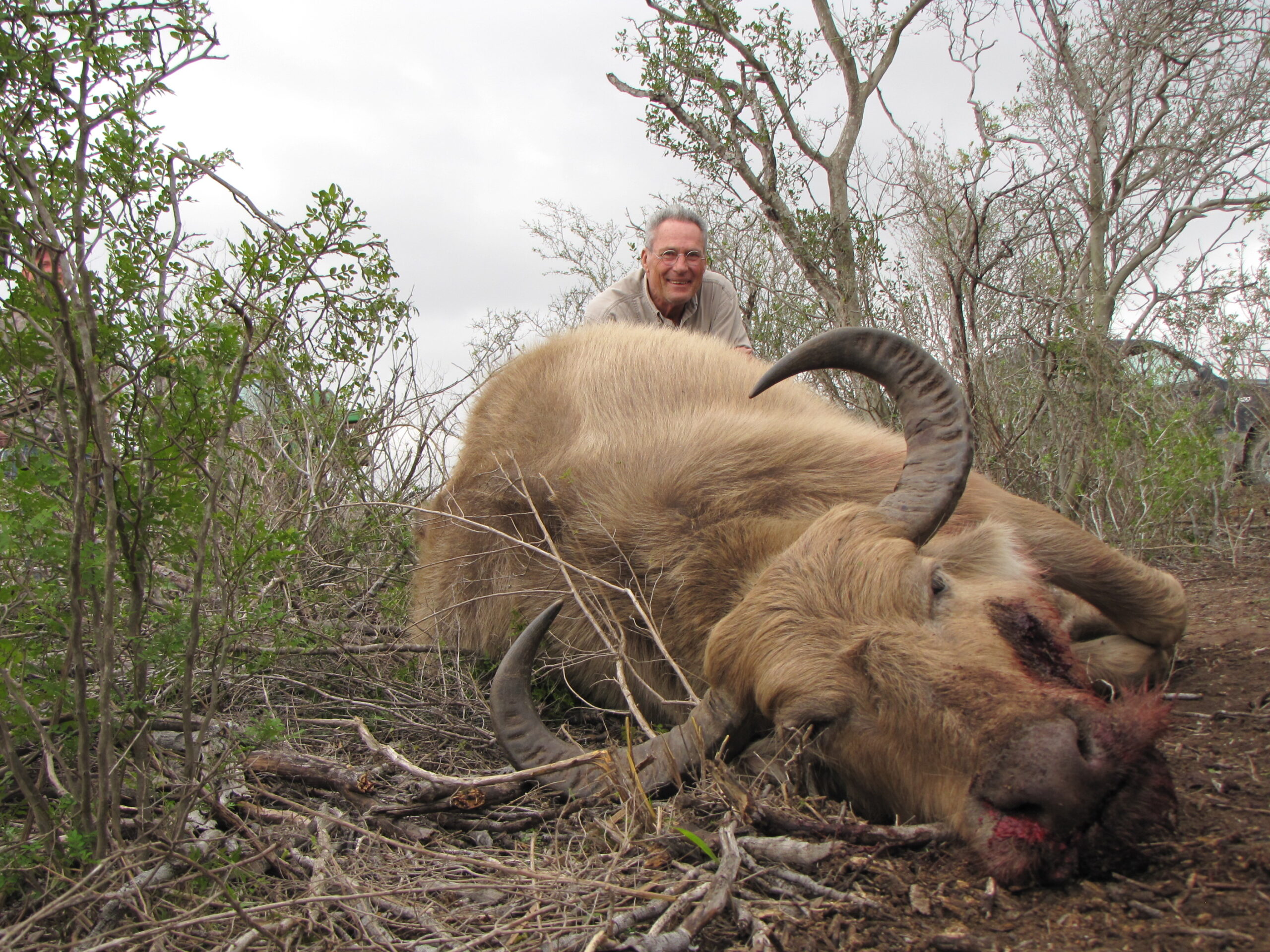 Trophy Water Buffalo Hunting